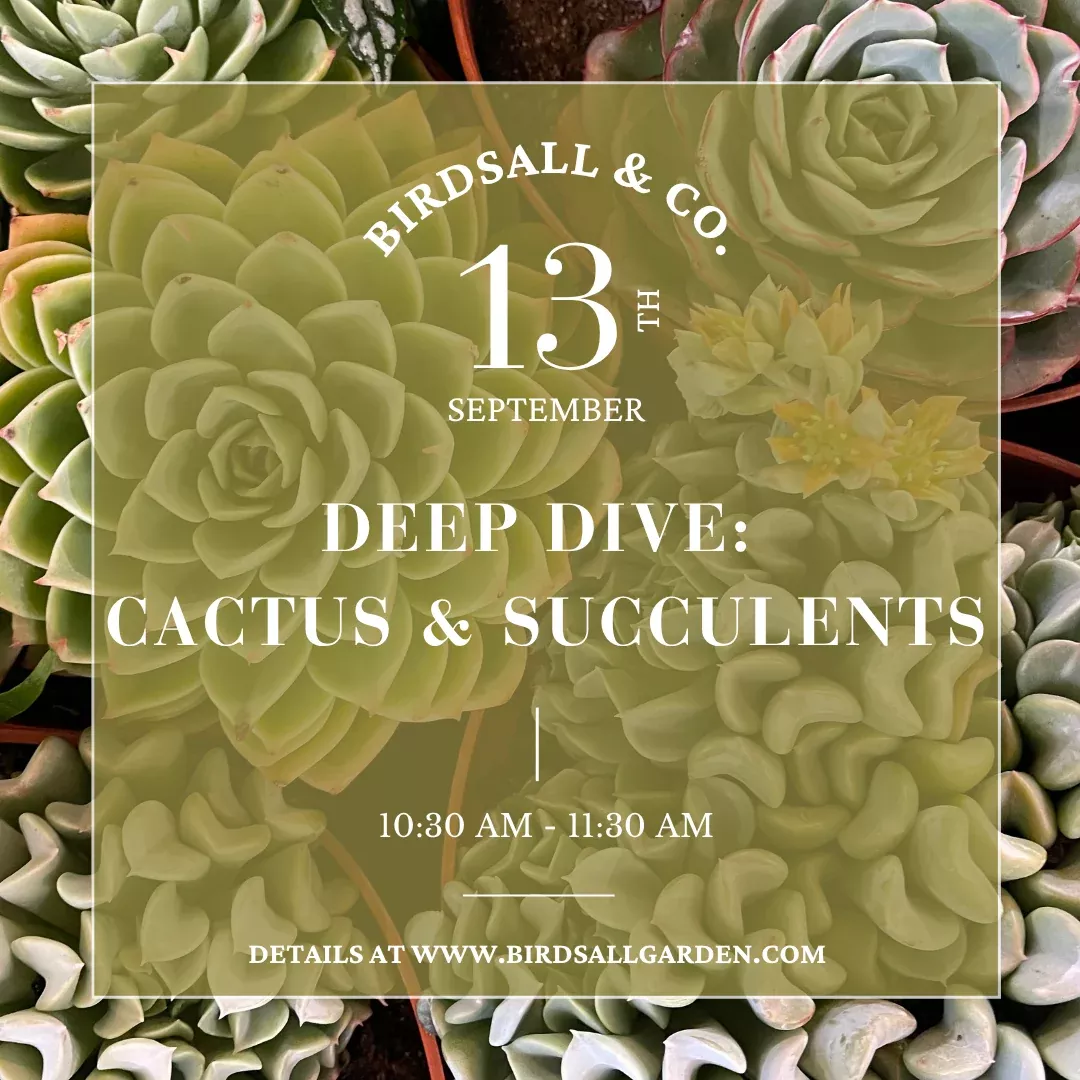 deep-dive-cactus-succulents Deep Dive: Cactus and Succulents