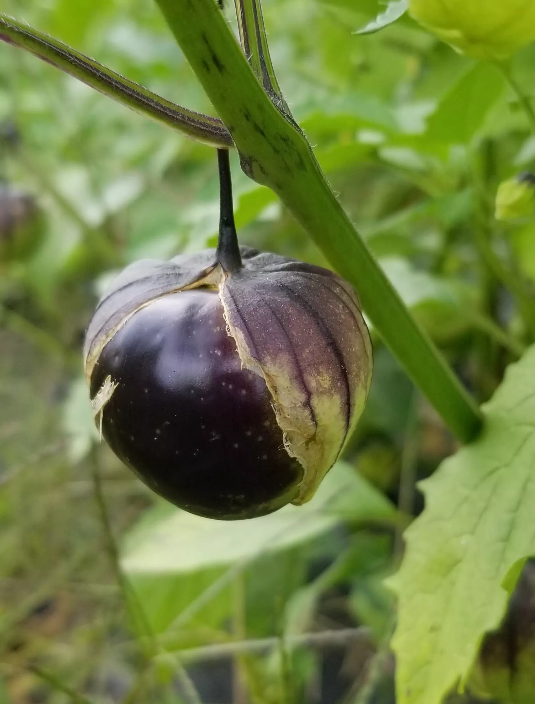 deep-purple-tomatillo Deep Purple Tomatillo