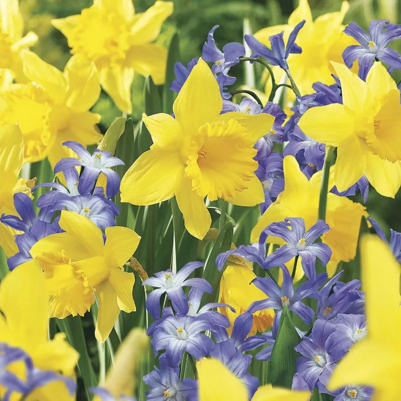 deer-resistant-bulb-garden-in-bag Deer Resistant Bulb Garden in a Bag