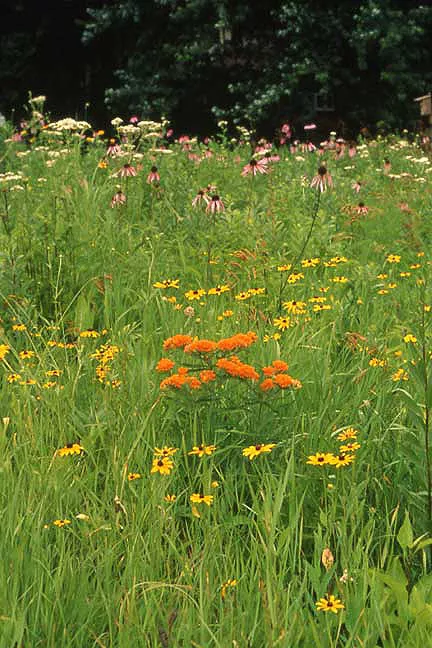 deer-resistant-dry-sandy-soil-mix Deer Resistant Dry Sandy Soil Mix