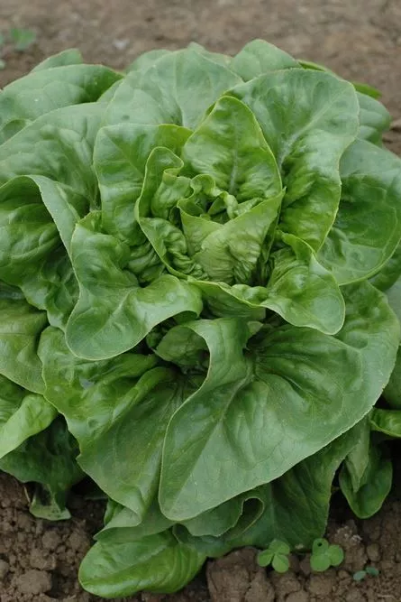 deer-tongue-amish-leaf-lettuce Deer Tongue Amish Leaf Lettuce