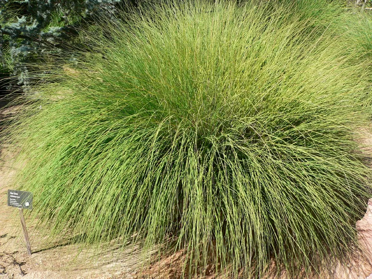 deergrass Deergrass
