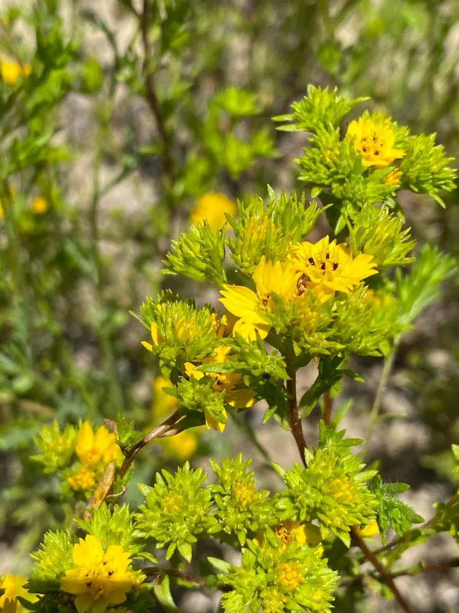 Deinandra fasciculata Clustered Tarweed