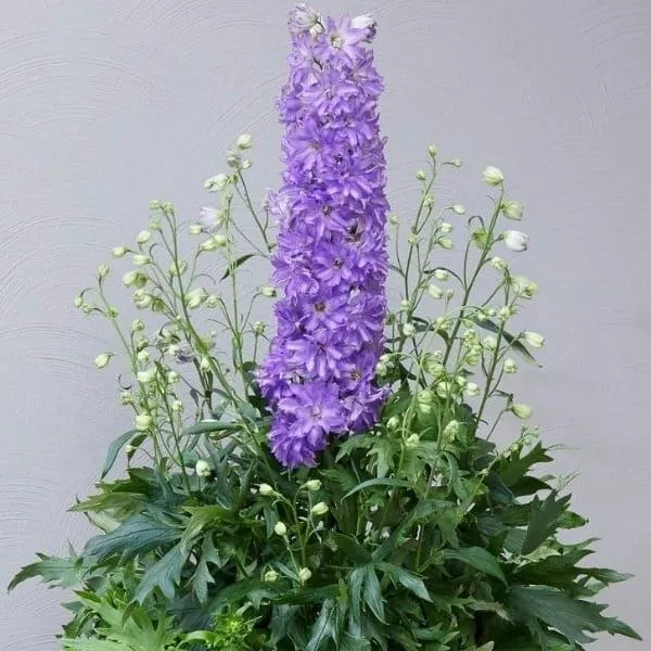 delgenius-breezin-delphinium Delgenius™ Breezin Delphinium