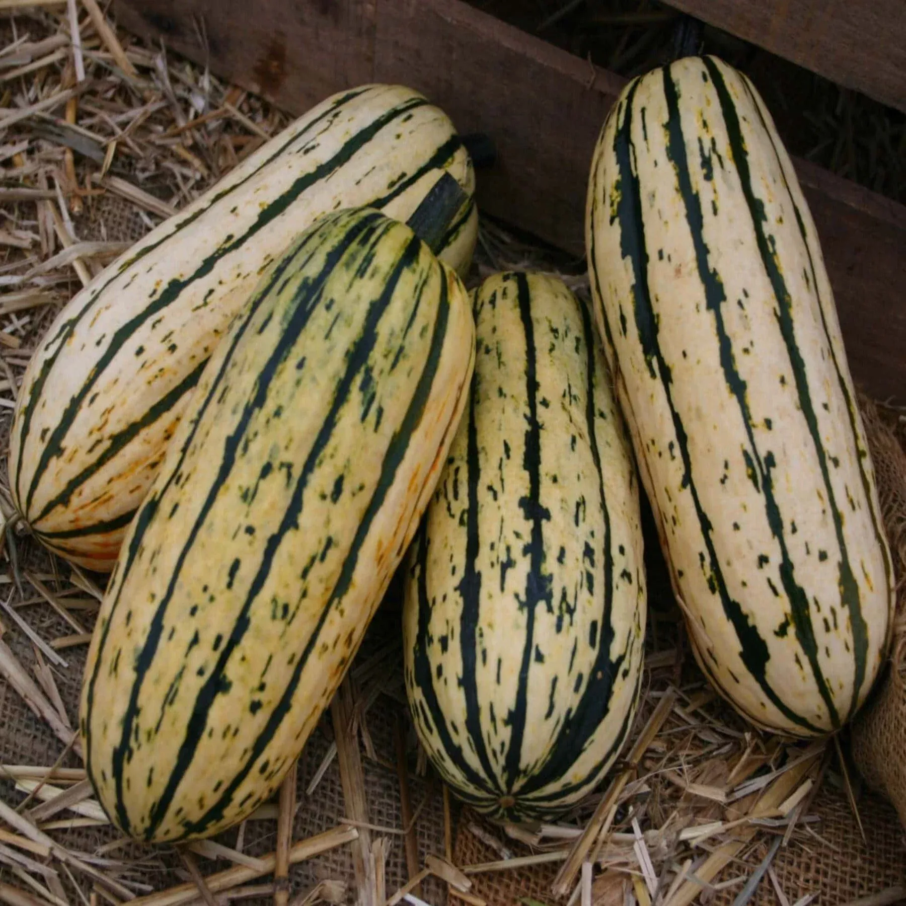 delicata-bush-winter-squash-seeds Delicata Bush Winter Squash Seeds