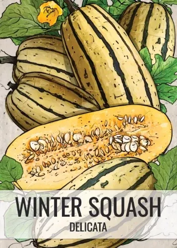 delicata-winter-squash-seeds-planting-cucurbita-pepo Delicata Winter Squash Seeds For Planting (Cucurbita pepo)