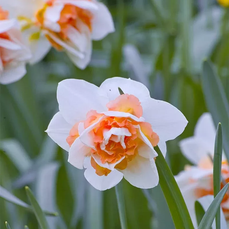 delnashaugh-double-daffodil Delnashaugh Double Daffodil