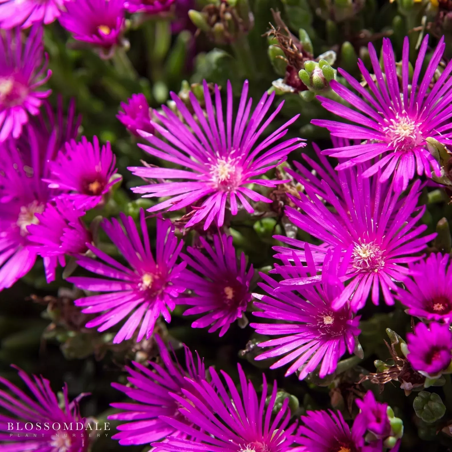 delosperma-cooperi-hot-pink Delosperma Cooperi 'Hot Pink'