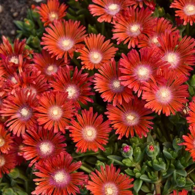 delosperma-dancing-embers-30-ct-flat Delosperma 'Dancing Embers' (30)ct Flat