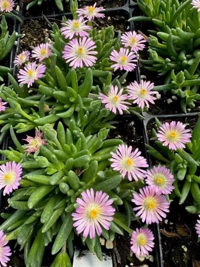 delosperma-jewel-desert-rose-quartz-hardy-ice-plant Delosperma Jewel of the Desert Rose Quartz Hardy Ice Plant