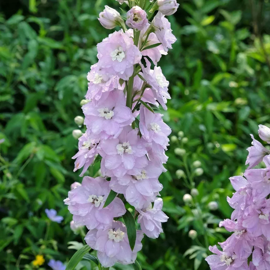 Delphinium 'Cherry Blossom/White Bee'