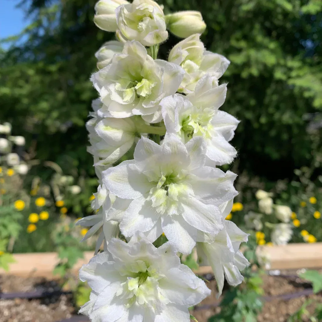 Delphinium 'Double Innocence'