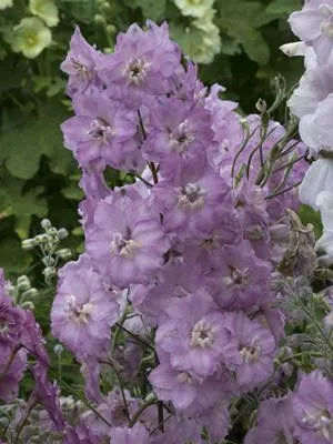 delphinium-e-blushing-brides-30-ct-flats Delphinium e. 'Blushing Brides' (30)ct Flats