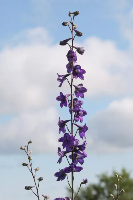 delphinium-exaltatum-tall-blue-larkspur Delphinium exaltatum - Tall Blue Larkspur