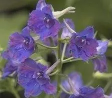 delphinium-g-blue-butterfly-30-ct-flats Delphinium g. 'Blue Butterfly'(30)ct Flats