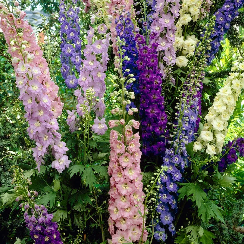 delphinium-giant-cottage-style-mix Delphinium - Giant Cottage Style Mix