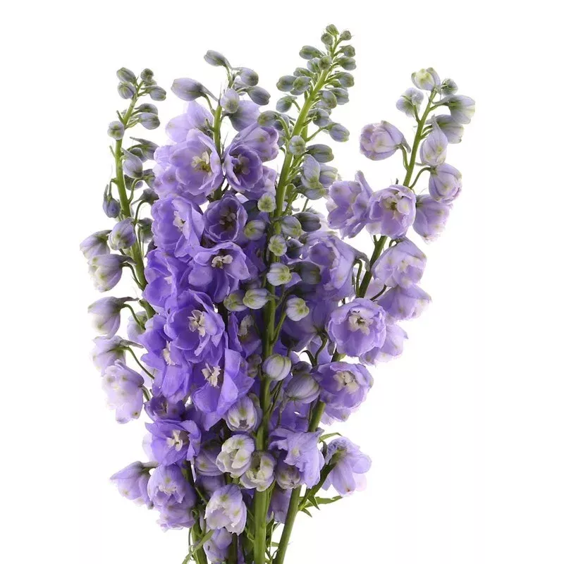 delphinium-lavender Delphinium Lavender