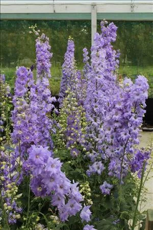 Delphinium 'Lilac Ladies'(30)ct Flat