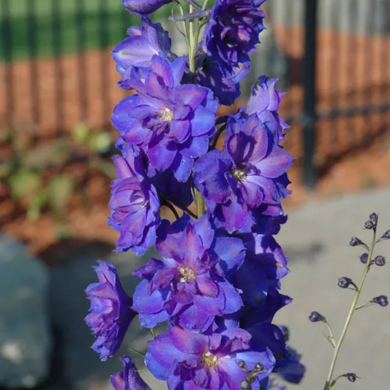 Delphinium 'Pagan Purples'