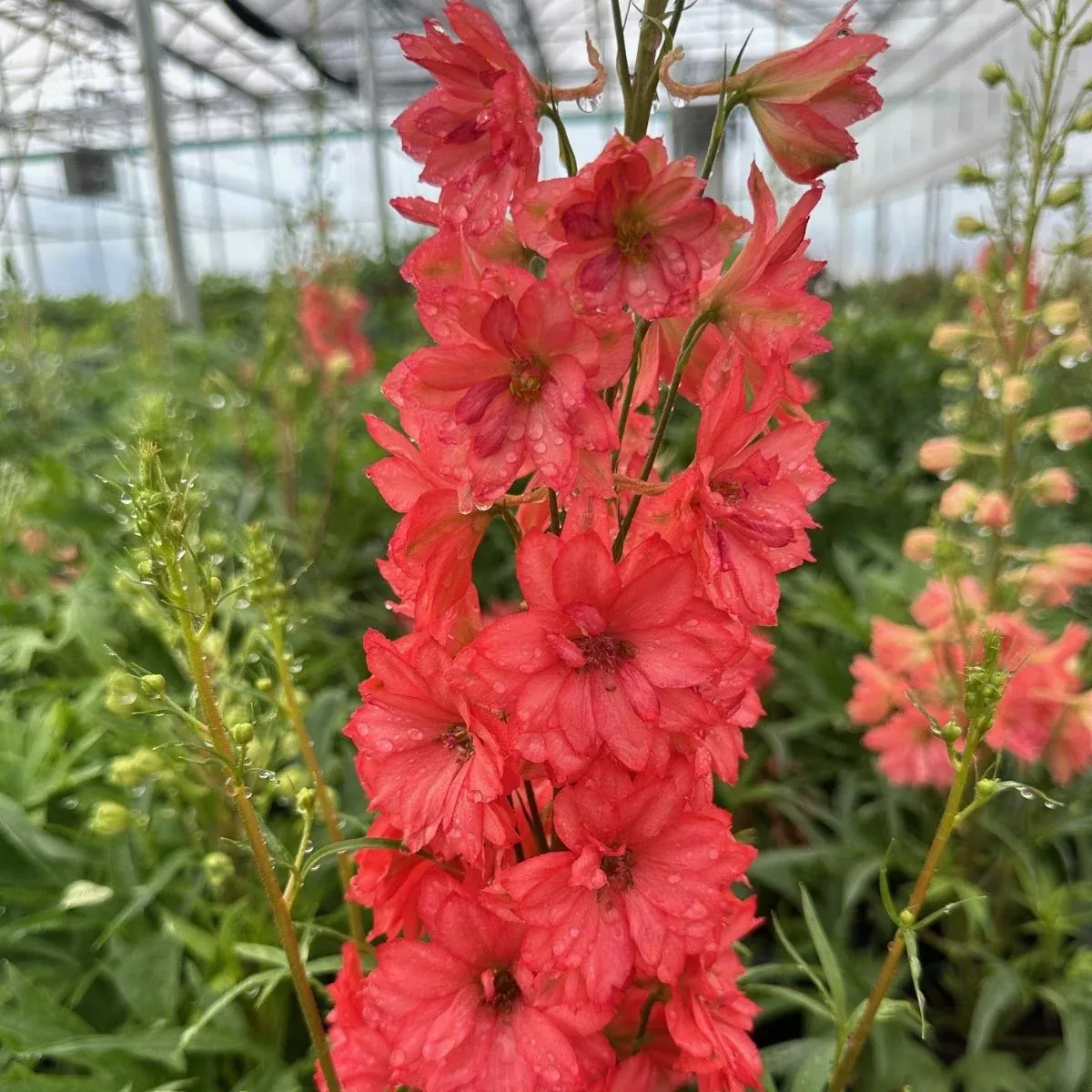 delphinium-red-lark-larkspur Delphinium Red Lark Larkspur