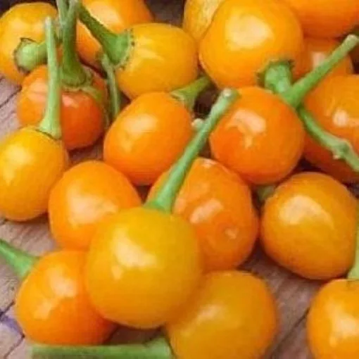 demon-gold-drop-pepper-seeds Demon Gold Drop Pepper Seeds
