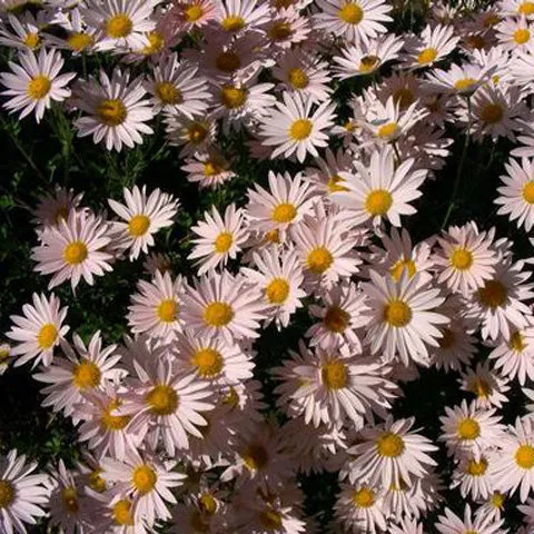 dendranthema-sheffield-3-5-inch-pots-minimum-quantity-25-plants Dendranthema 'Sheffield' - 3.5 inch Pots (Minimum Quantity: 25 Plants)