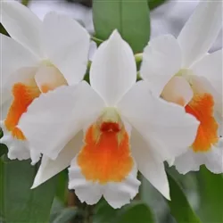 Dendrobium Judith Nakayama (Dawn Maree x Formidible)