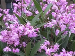 Dendrobium kingianum v. compactum (Mini version)