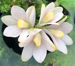 dendrobium-laevifolium-x-sib-v-aureum Dendrobium laevifolium x sib v. aureum