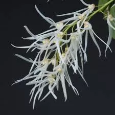 Dendrobium linguiforme