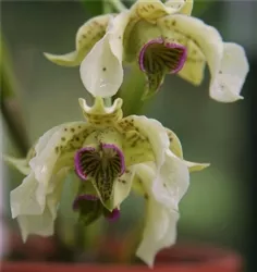 Dendrobium Little Atro