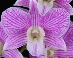Dendrobium Nida 'Stripes' x Pink Sparkle