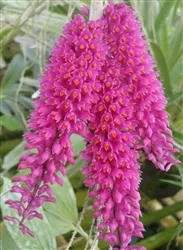 Dendrobium secundum alba x ‘Red'