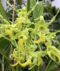 Dendrobium spectabile f. album