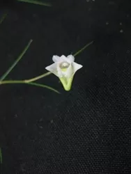 dendrobium-tenellum Dendrobium tenellum