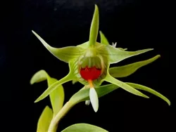 dendrobium-tobaense-v-giganteum Dendrobium tobaense v. giganteum