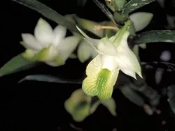 Dendrobium trinervium, Miniature Type/Small Plants