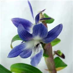 Dendrobium victoria-reginae