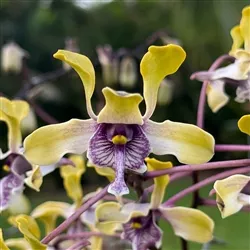 Dendrobium violaceoflavens, Fragrant!