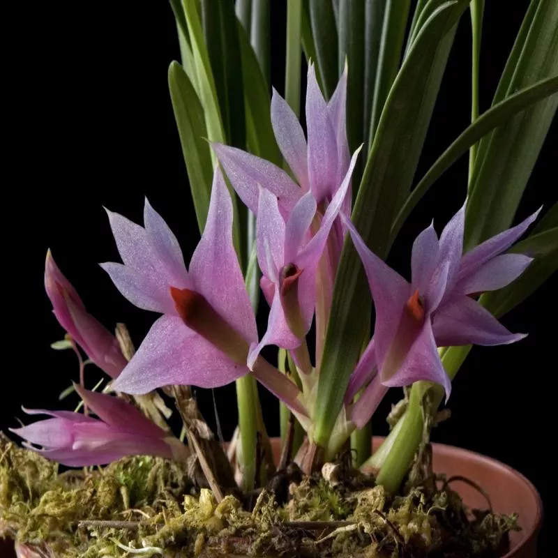 Dendrobium violaceum