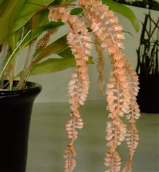 Dendrochilum bicallosum