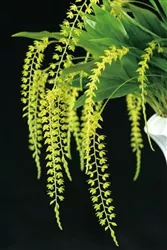 Dendrochilum formosanum (smaller plants)