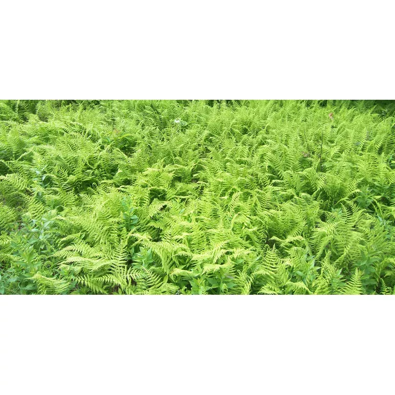 Dennstaedtia punctilobula Hay Scented Fern