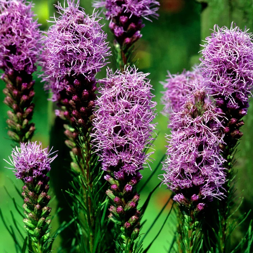 dense-blazing-star Dense Blazing Star
