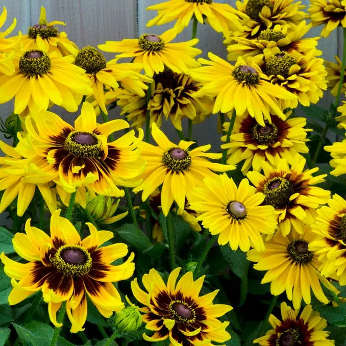 denver-daisy-black-eyed-susan Denver Daisy Black Eyed Susan