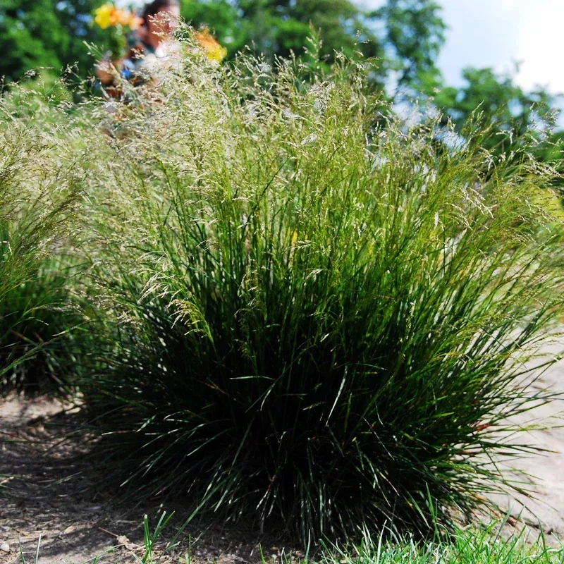 Deschampsia cespitosa, Tufted Hairgrass
