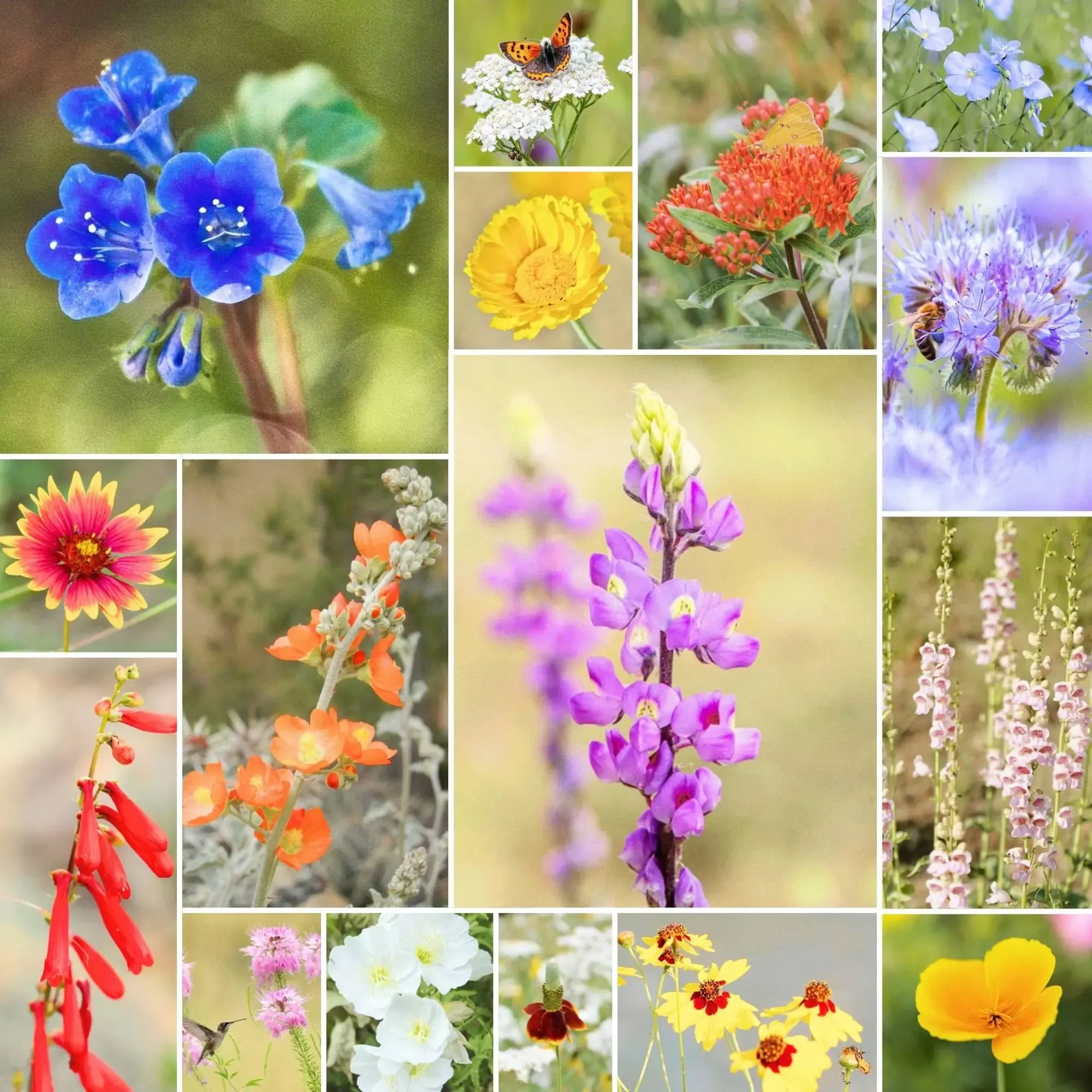 Desert Bloom – Native Wildflower Mix
