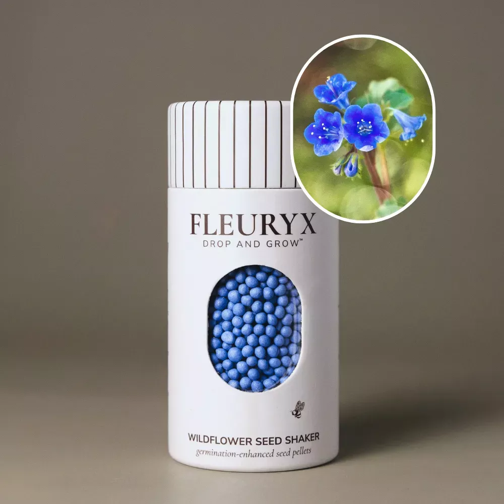 Desert Bluebells (Phacelia campanularia)