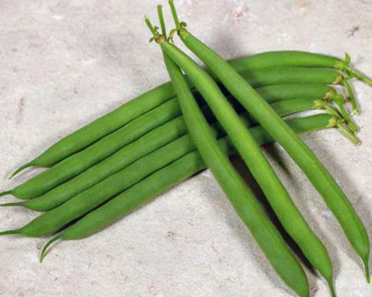 desperado-bush-bean-seeds Desperado Bush Bean Seeds