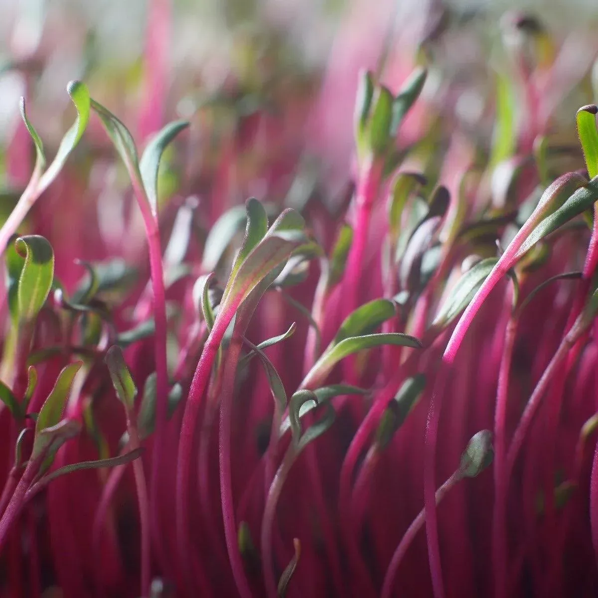 detroit-beet-seeds-microgreens Detroit Beet Seeds (Microgreens)
